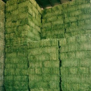 Buy Alfalfa Hay bales for sale – Supreme Lucerne hay wholesale supplier