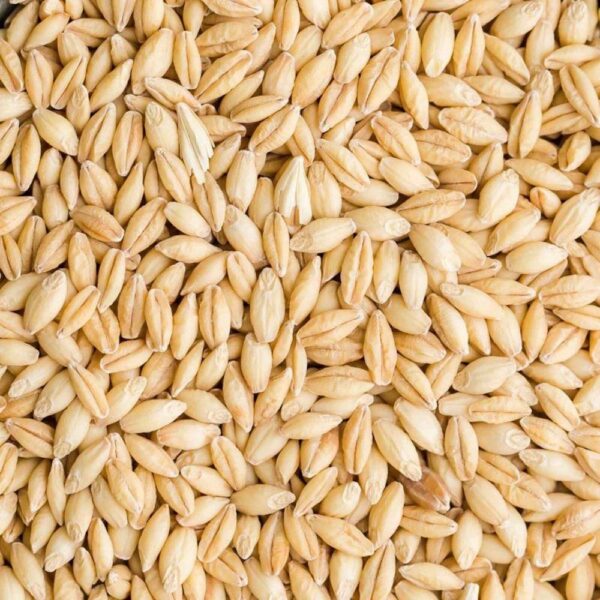 Barley for sale – Buy Premium Organic Barley Bulk Supplier