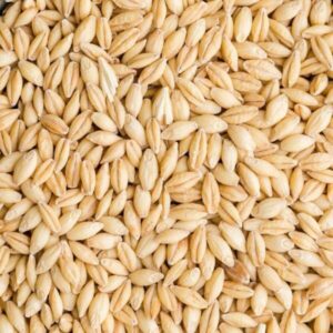 Barley for sale – Buy Premium Organic Barley Bulk Supplier