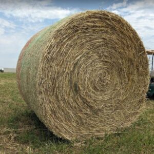 Buy Oat Hay bales for sale – Premium Oat Hay Wholesale supplier