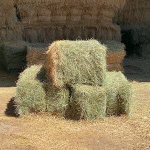 Buy Teff Hay bales for sale – Premium Teff Hay wholesale supplier