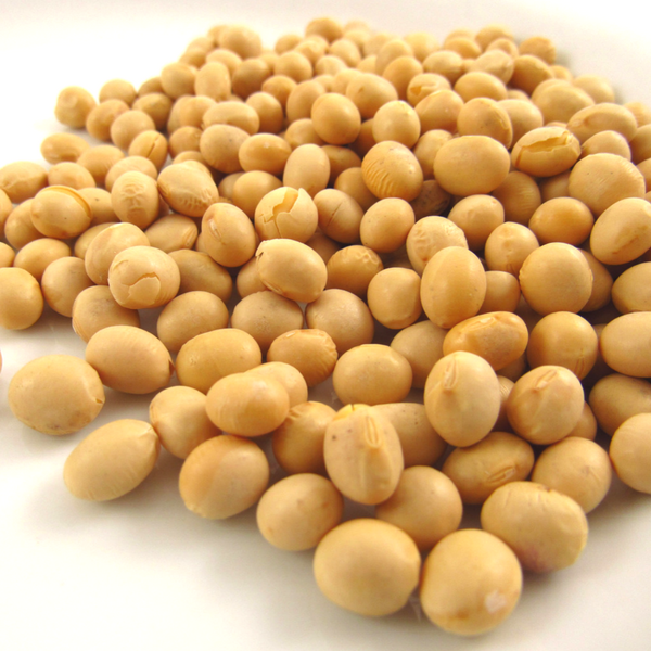 Soybean Meal for sale – Organic Soybeans Meal 43% 63% bulk supplier
