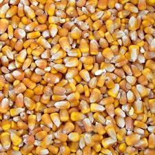 Buy Corn / Maize for sale – Premium Corn grain wholesale supplier