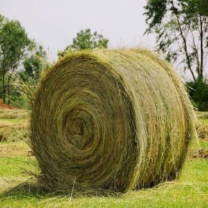 Buy Sorghum Hay bales for sale – Premium Sorghum Hay Wholesale Supplier