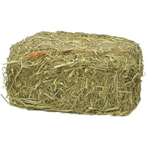 Buy Timothy Hay bales for sale – Premium Timothy hay wholesale supplier