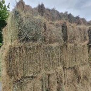 Buy Clover Hay bales for sale – Premium Trefoil Hay Wholesale supplier